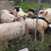 تعدادی گوسفند حامله