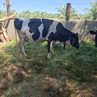 گاو شیری|حیوانات مزرعه|فهرج, |دیوار