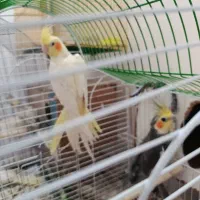 عروس هلندی|پرنده|سبزوار, جوادیه غربی|دیوار