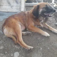 فروش سگ