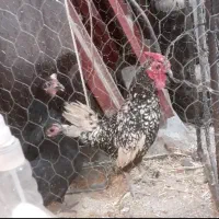 خروس میناتوری معاوزه با خروس چابنیز