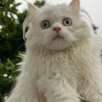 فروش گربه پرشین فروش فوری