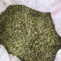 ازگندواویشن کوهی