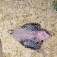 جوجه عروس ابلغ البینو