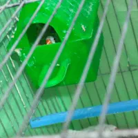 فروش فنچ|پرنده|محمدیه-قزوین, |دیوار