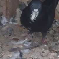 نروماده رسمی