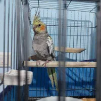 عروس هلندی ۴ ماهه|پرنده|محمدیه-قزوین, |دیوار