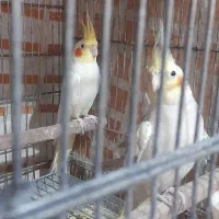 عروس هلندی ماده