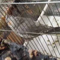 ۲عدد پرنده عروس هلندی قیمت خیلی پایین|پرنده|اردبیل, |دیوار