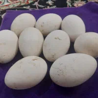 تخم قاز بزرگ