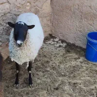 بره رومانوف|حیوانات مزرعه|شیراز, شهرک مهدی‌آباد|دیوار