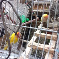 طوطی برزیلی