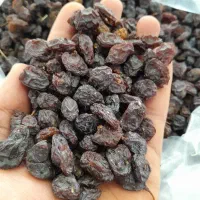 مویز دشمن زیار شیراز