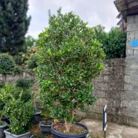 شمشا د طلایی|خدمات باغبانی و درختکاری|رامسر, |دیوار