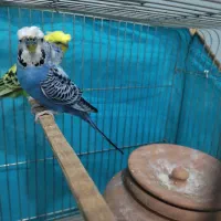 مرغ عشق پروانه ای مولد