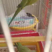 جفت ملنگو مولد با قفس ولونه وپایه قفس