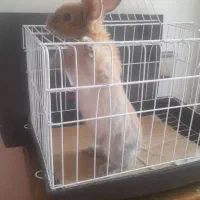 حیوان خرگوش