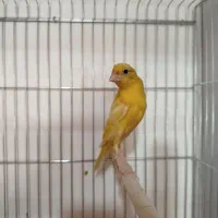 قناری نر دهن زن و ماده اماده