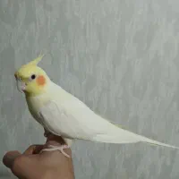 عروس هلندی نر سخن گوعتیقه|پرنده|لالجین, |دیوار