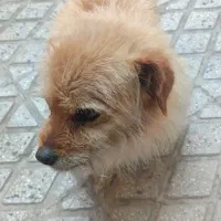 سگ پامر اشپیتز