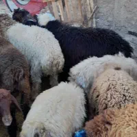 ۴۸بره پروارکم دنبه|حیوانات مزرعه|حمیل, |دیوار