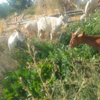 خرید و فروش بز و بزغاله سانن