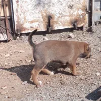 واگذاری توله سگ