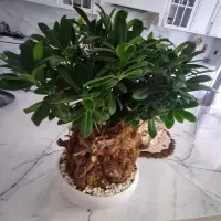 گل بنسای هندی گلدان سرامیکی|گل و گیاه طبیعی|مشهد, کوثر|دیوار