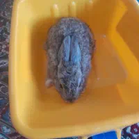 یک عدد بچه خرگوش زرنگ کوچولو
