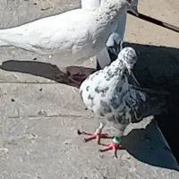 ماده سوسکی گم شده