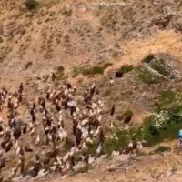 بز میش گوسفند کهره بره گله داشتی