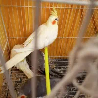 عروس هلندی جفت با جوجه کار داده|پرنده|مشهد, هفده شهریور|دیوار