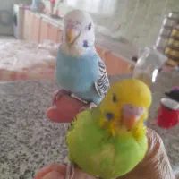 .مرغ عشق|پرنده|سنندج, |دیوار