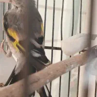 دوتا سهره کرمونی ویک رسمی بخون