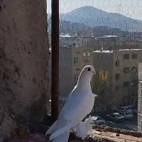 کبوتر|حیوانات|تبریز, |دیوار