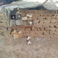 کبوتر