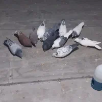 کبوتر کفتر