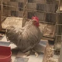 پرندهای زینتی ومولد|پرنده|اسلامشهر, شهرک امام حسین (میان آباد)|دیوار