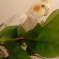 عروس هلندی گل باقالی|پرنده|سمنان, |دیوار