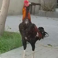 خروس
