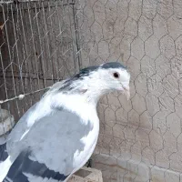 کبوتر نروماده دمگیر|پرنده|اصفهان, جاوان|دیوار