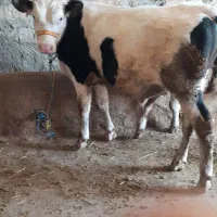 فروش یک راس گوساله سیمتال درجه یک