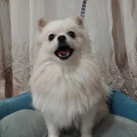 سگ پامرانین خرسی سایز ریز