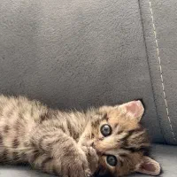گربه