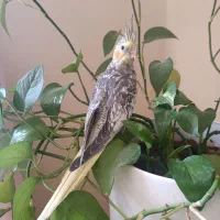 جوجه عروس هلندی
