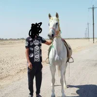 شادگان