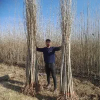 صنوبر و نهال گیلاس بادام