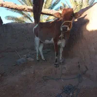 گاو بار دار ۵ماه هست