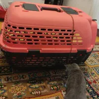 بچه گربه اسکاتیش فولد شورت هیر چالوس آمل محمودآباد|گربه|نوشهر, |دیوار