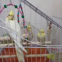 سلام عروس هلندی دارم فروش